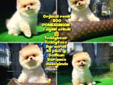 Orjinal Renk Boo Pomerani̇an Oğlumuz Bobo