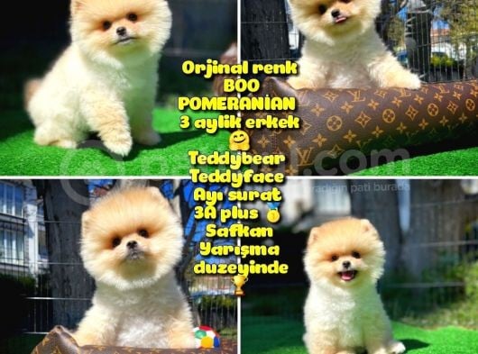 Orjinal Renk Boo Pomerani̇an Oğlumuz Bobo