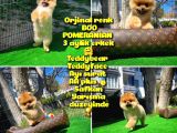 Ödül Adayı Safkan Boo Pomeranian Oğlumuz Buddy