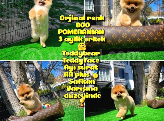 Ödül Adayı Safkan Boo Pomeranian Oğlumuz Buddy