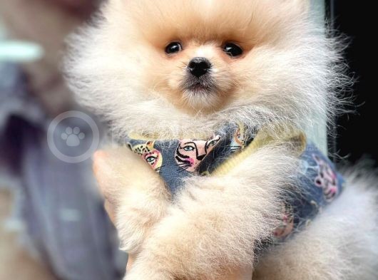 2.5 Aylık Pomerian Boo görsel