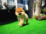 Ödül Adayı Safkan Boo Pomeranian Oğlumuz Buddy