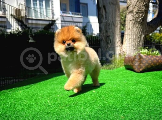 Ödül Adayı Safkan Boo Pomeranian Oğlumuz Buddy görsel