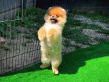 Ödül Adayı Safkan Boo Pomeranian Oğlumuz Buddy