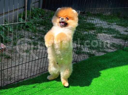 Ödül Adayı Safkan Boo Pomeranian Oğlumuz Buddy görsel