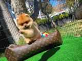 Ödül Adayı Safkan Boo Pomeranian Oğlumuz Buddy