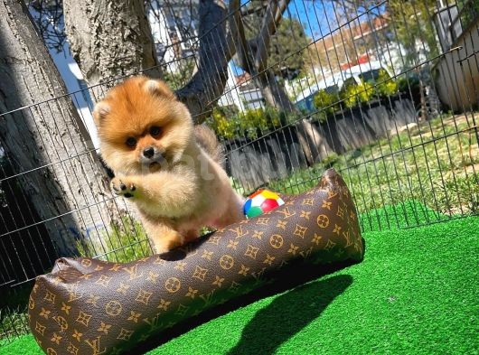 Ödül Adayı Safkan Boo Pomeranian Oğlumuz Buddy görsel