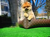 Ödül Adayı Safkan Boo Pomeranian Oğlumuz Buddy
