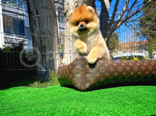 Ödül Adayı Safkan Boo Pomeranian Oğlumuz Buddy görsel