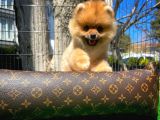 Ödül Adayı Safkan Boo Pomeranian Oğlumuz Buddy