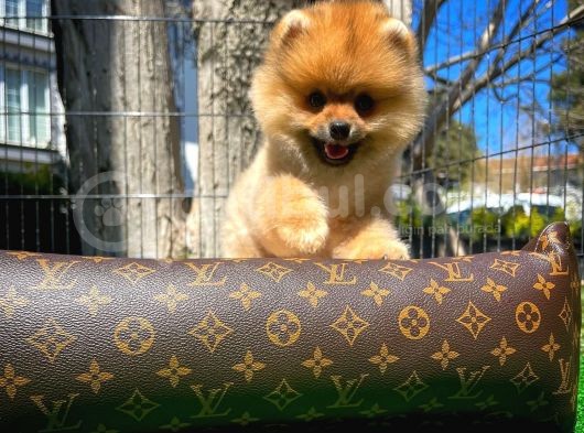 Ödül Adayı Safkan Boo Pomeranian Oğlumuz Buddy görsel