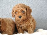 Red Poodle Yavrularımız  