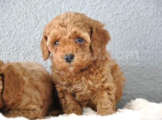 Red Poodle Yavrularımız   görsel