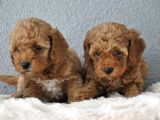 Red Poodle Yavrularımız  