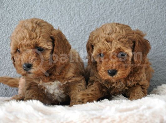 Red Poodle Yavrularımız   görsel