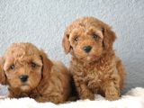 Red Poodle Yavrularımız  