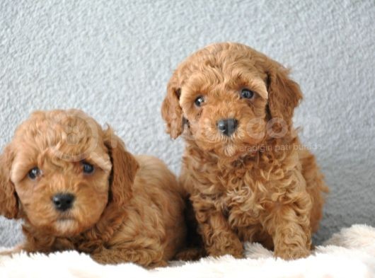 Red Poodle Yavrularımız   görsel