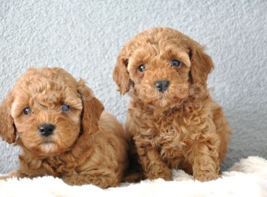 Red Poodle Yavrularımız   görsel