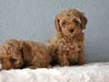 Red Poodle Yavrularımız  