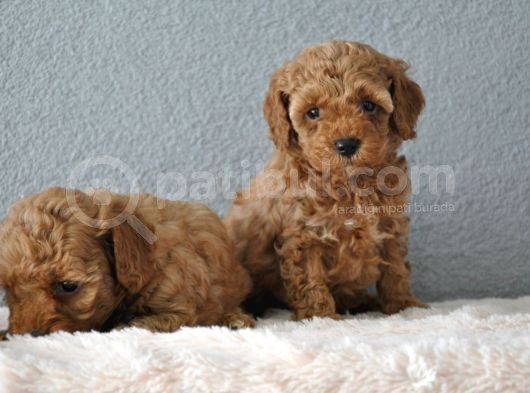 Red Poodle Yavrularımız  