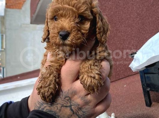 2 Aylık Red Brown Toy Poodle görsel