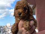 2 Aylık Red Brown Toy Poodle