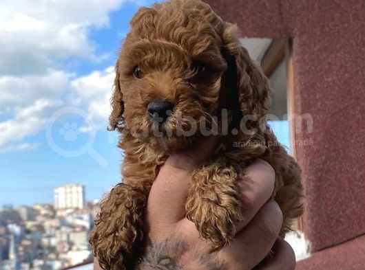 2 Aylık Red Brown Toy Poodle