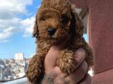 2 Aylık Red Brown Toy Poodle