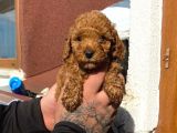 2 Aylık Red Brown Toy Poodle