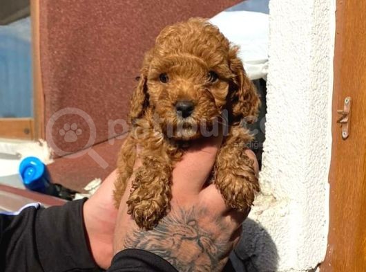 2 Aylık Red Brown Toy Poodle görsel
