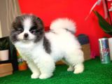 Irk ve Sağlık Garantili Pomeranian Boo Yavrularımız