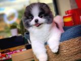 Irk Ve Sağlık Garantili Pomeranian Boo Yavrularımız