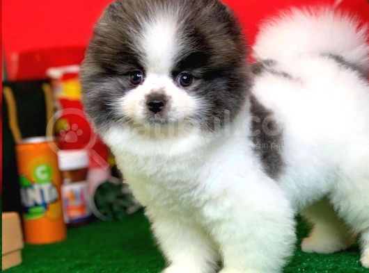 Irk Ve Sağlık Garantili Pomeranian Boo Yavrularımız görsel