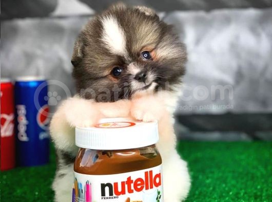 Tüy Dökülmesi Az Olan Pomeranian Yavrularımız