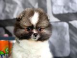 Tüy Dökülmesi Az Olan Pomeranian Yavrularımız