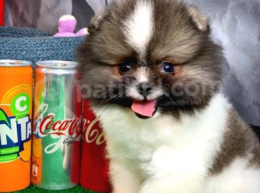 Tüy Dökülmesi Az Olan Pomeranian Yavrularımız görsel