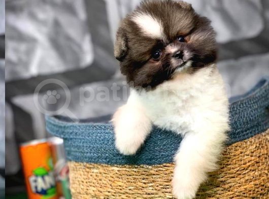 Tüy Dökülmesi Az Olan Pomeranian Yavrularımız görsel