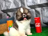Tüy Dökülmesi Az Olan Pomeranian Yavrularımız