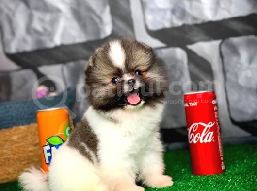 Tüy Dökülmesi Az Olan Pomeranian Yavrularımız görsel