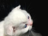 Scottish Fold Satılık Kedilerimiz