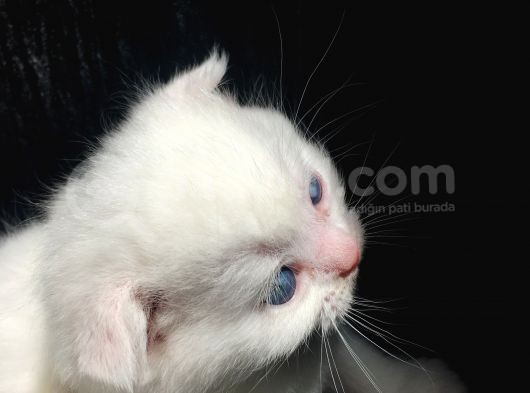 Scottish Fold Satılık Kedilerimiz görsel
