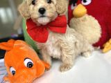 Di̇zayn Irk Tüt Dökmez Koku Yapmaz Malti̇poo Bebekler