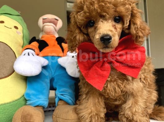 Red Brown Mi̇cro Chi̇pli̇ Pasaportlu Toy Poodle Oğlumuz görsel
