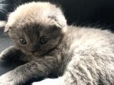 Scottish Fold Satılık Kedilerimiz