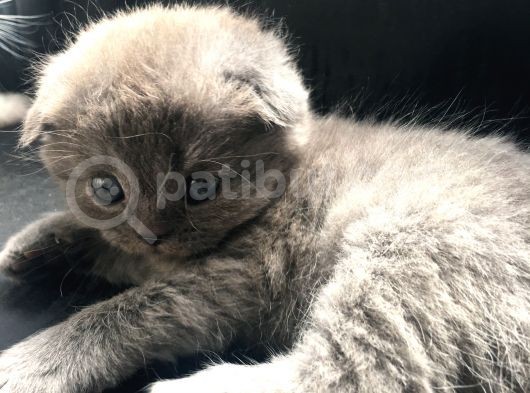 Scottish Fold Satılık Kedilerimiz görsel