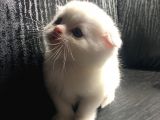 Scottish Fold Satılık Kedilerimiz