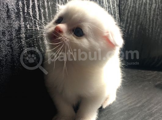 Scottish Fold Satılık Kedilerimiz görsel
