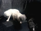 Scottish Fold Satılık Kedilerimiz