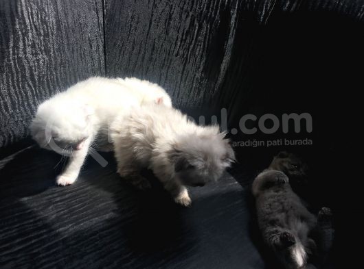 Scottish Fold Satılık Kedilerimiz görsel