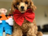 Red Brown Mi̇cro Chi̇pli̇ Pasaportlu Toy Poodle Oğlumuz